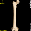 Boneviewer 