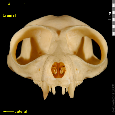 Ventral | eSkeletons