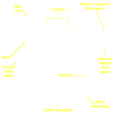 morphology | eSkeletons