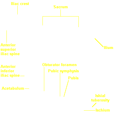 morphology | eSkeletons