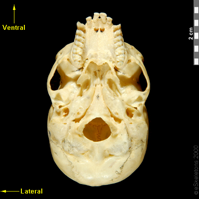 高品質 リスザル（Common Squirrel Monkey）頭骨 即納☆高品質