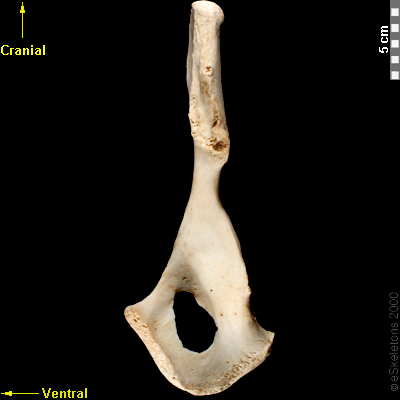 Medial | eSkeletons