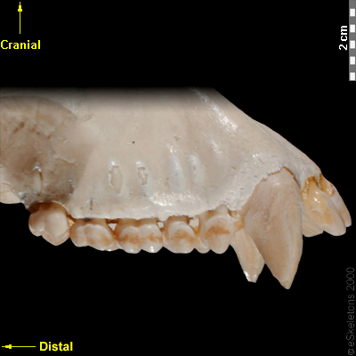 Boneviewer | eSkeletons