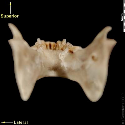 Dorsal | eSkeletons