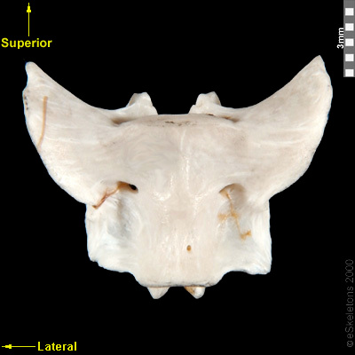 Ventral | eSkeletons