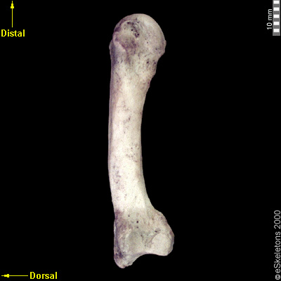 Medial | eSkeletons