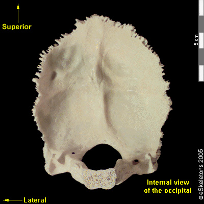 Anterior | eSkeletons