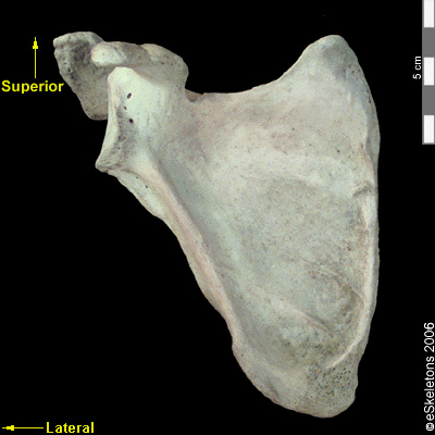 Boneviewer | eSkeletons