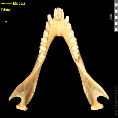 Occlusal | eSkeletons