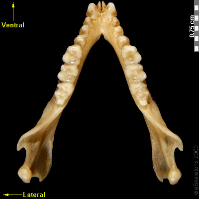 Boneviewer | eSkeletons