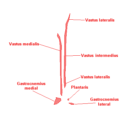 origin | eSkeletons