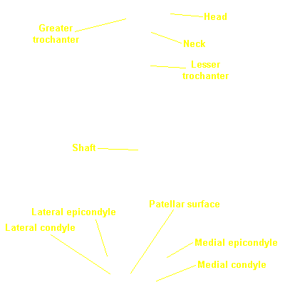 morphology | eSkeletons