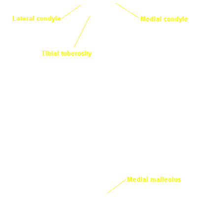 morphology | eSkeletons